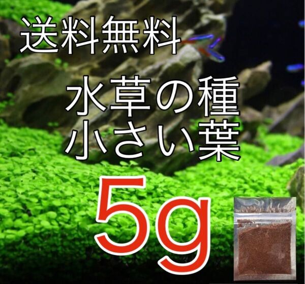 種から育てる水草 水草の種【小さい葉】5g
