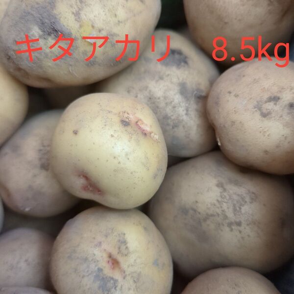 じゃがいも キタアカリ 8.5kg