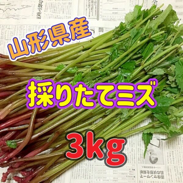 天然 採りたてミズ 3kg 山形県産 みず 山菜