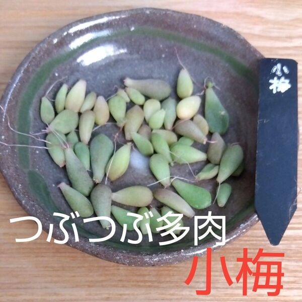 小梅 葉挿し つぶつぶ屋 多肉植物 つぶつぶ多肉