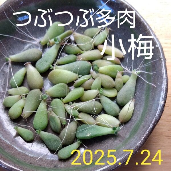 小梅 葉挿し つぶつぶ屋 多肉植物 つぶつぶ多肉