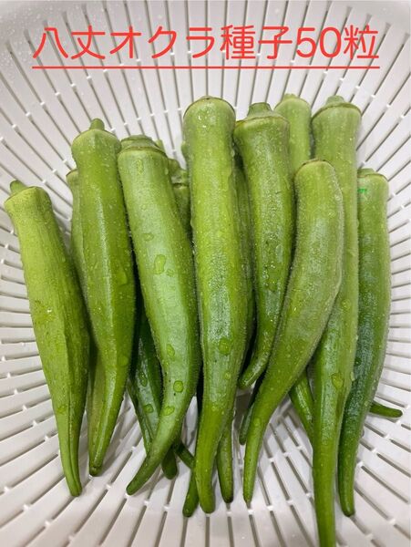 八丈オクラ 種子 50粒