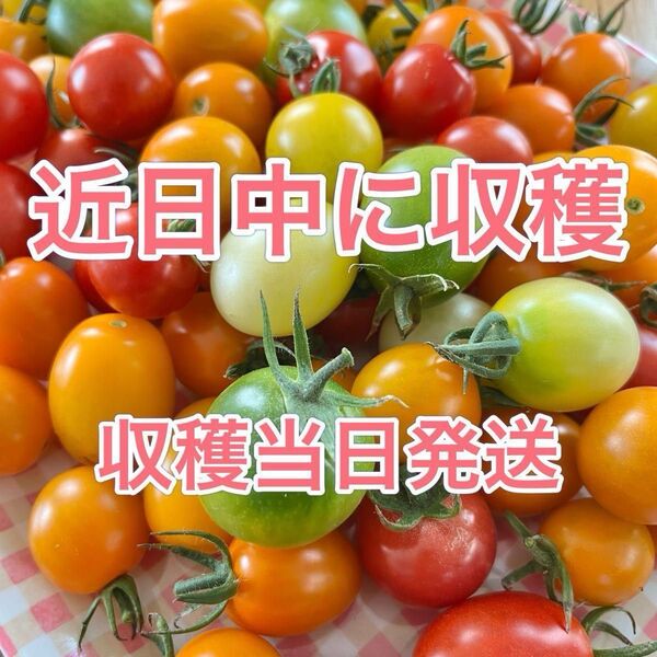 ミニトマト 約900〜950g(約60〜70個) 農薬不使用 野菜 カラフル プチトマト
