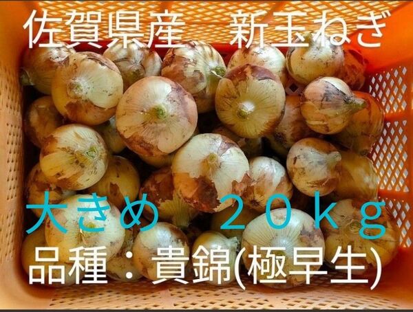 新玉ねぎ 佐賀県産 しろいし玉ねぎ 極早生貴錦 減農薬 サラダ用玉ねぎ 産地直送 農家直送 20kg