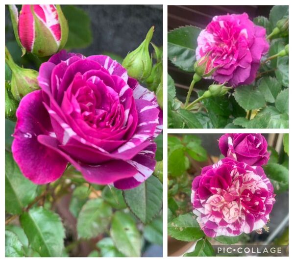 センテッドジュエル バラ ばら 薔薇 挿木苗 バラ苗 花 四季咲き 強香 花芽付き