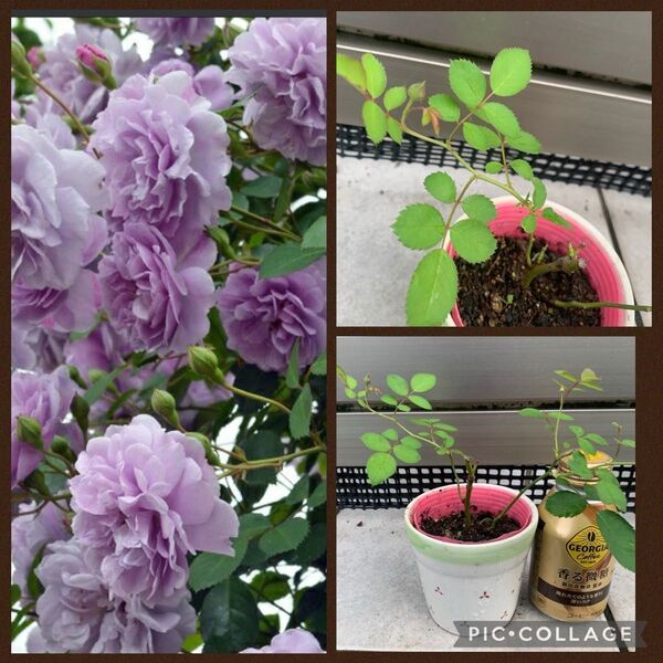 バラ ラベンダー 紫 パープル ライラック 苗 四季咲き つるバラ 花芽 蕾 あり