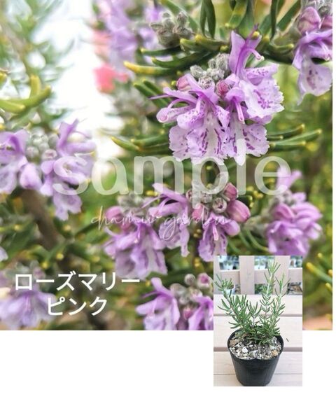 同梱290円 ◇◇3 ローズマリーピンク 抜き苗 同梱割 ネコポス発送