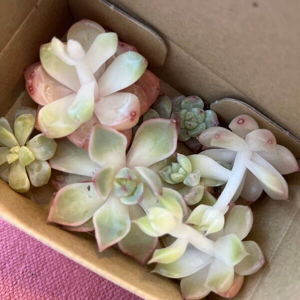 多肉植物 カット苗 エケベリア 詰め合わせ 訳あり 韓国苗のみ