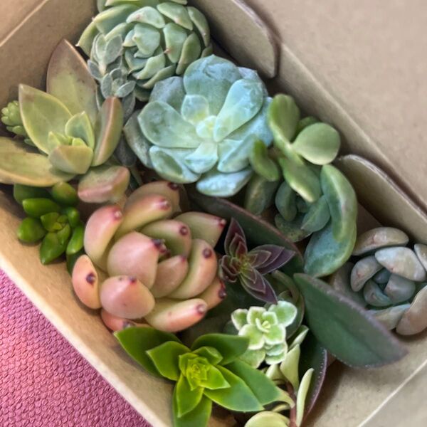 多肉植物 セダム エケベリア カット苗 カラフル