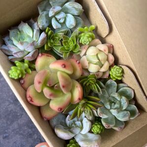 多肉植物 セダム エケベリア カット苗 カラフル