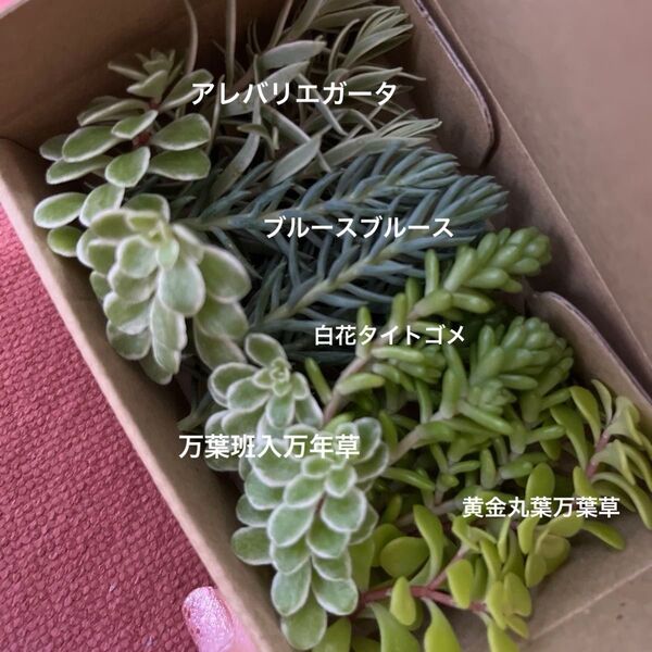 多肉植物 セダム カット苗 カラフル 詰め合わせ 5種類