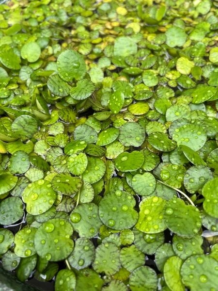 アマゾンフロッグピット 30株 浮き草 水草 浮草 無農薬