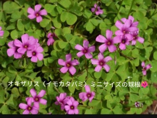 ☆オキザリス/イモカタバミの球根 ミニサイズの球根(20個〜)