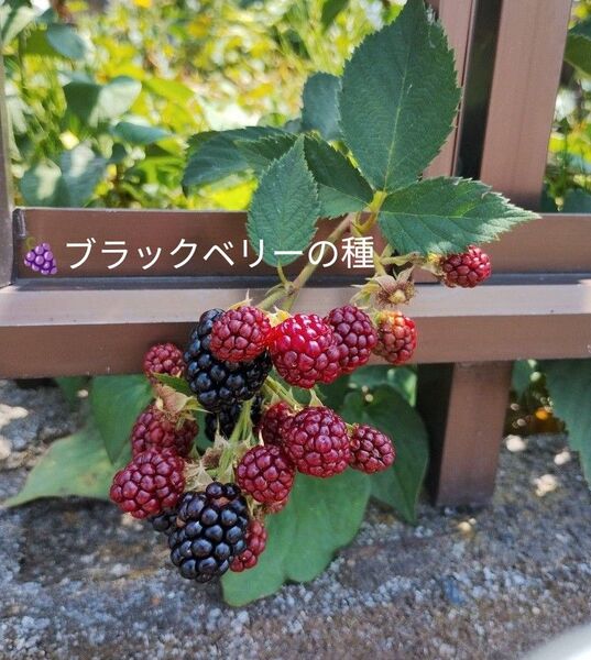 大粒ブラックベリーの種(90個以上)