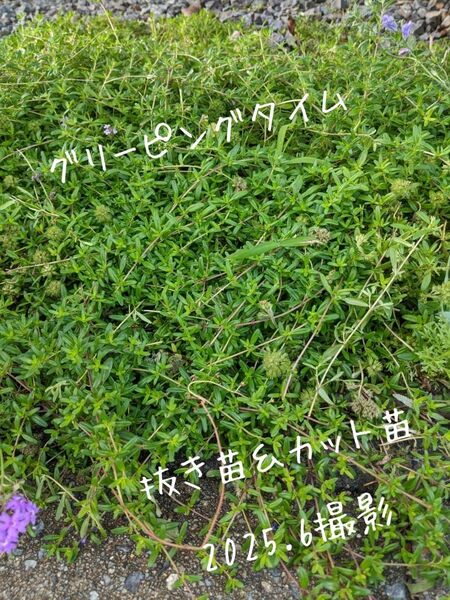 グリーピングタイム 抜き苗&カット苗