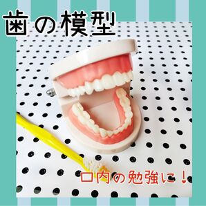 歯 模型 歯磨き 練習 口腔 歯ブラシ 知育 教材 子供 歯科 歯医者 幼稚園 保育園 教育 学習 親子 勉強 仕組み開閉180度