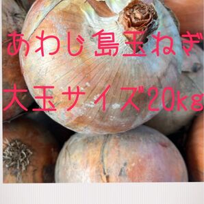 *あわじ島玉ねぎ 大玉サイズ20kg箱いっぱい!農家直送! 産地直送 淡路島産玉ねぎ