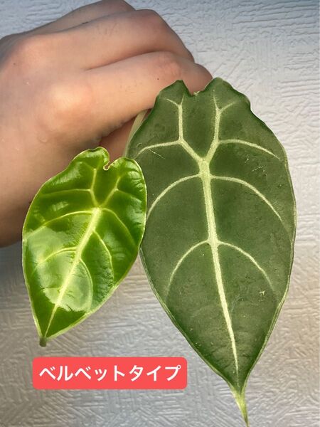 【抜き苗・ネコポス】アロカシアワトソニア ベルベットタイプ