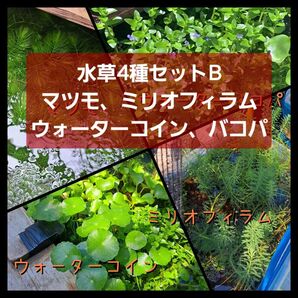 【匿名配送】水草4種セットB マツモ、ミリオフィラム、ウォーターコイン、ウォーターバコパ