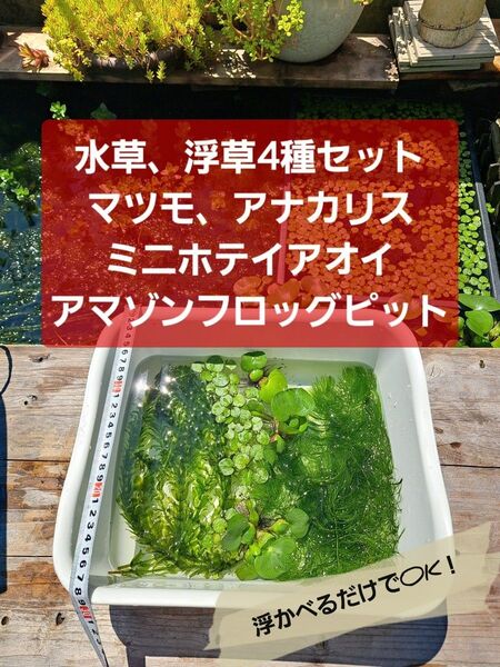 【匿名配送】水草4種セット マツモ、アナカリス、アマゾンフロッグピット、ミニホテイアオイ