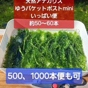 【匿名配送】天然アナカリス、ゆうパケットポストminiいっぱい便 オオカナダモ