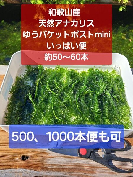【匿名配送】天然アナカリス、ゆうパケットポストminiいっぱい便 オオカナダモ