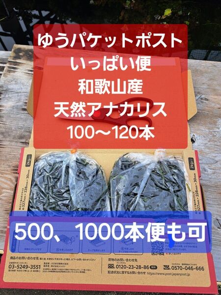 【匿名配送】天然アナカリス、ゆうパケットポストいっぱい便 約100~120本 オオカナダモ