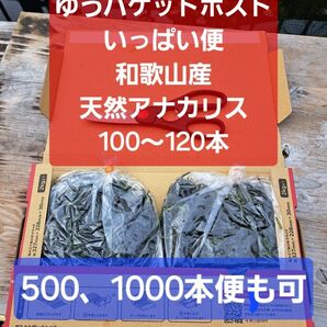【匿名配送】天然アナカリス、ゆうパケットポストいっぱい便 約100~120本 オオカナダモ