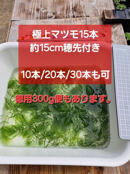 極上マツモ約15cm 穂先付き15本 【10本/20本/30本/300gも可】