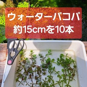 【匿名配送】ウォーターバコパ約15cm 20本