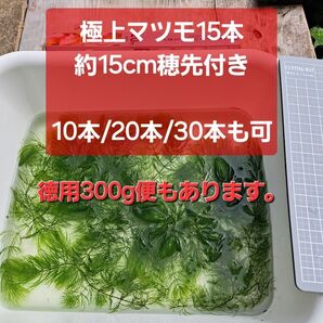 極上マツモ約15cm 穂先付き15本 【10本/20本/30本/300gも可】