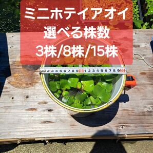 ミニホテイアオイ3株 【株数選べます】