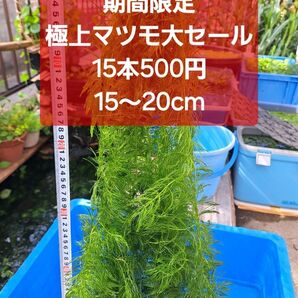 【数量限定】極上マツモ 15本500円【増えすぎ大セール】
