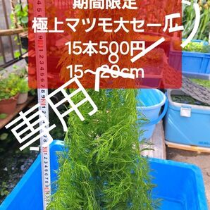 【専用ページ】極上マツモ 15本500円【増えすぎ大セール】