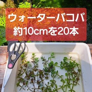 【匿名配送】ウォーターバコパ約10cm 20本