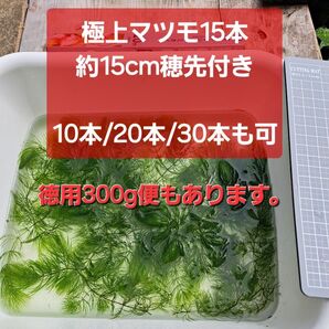 極上マツモ約15cm 穂先付き15本 【10本/20本/30本/300gも可】