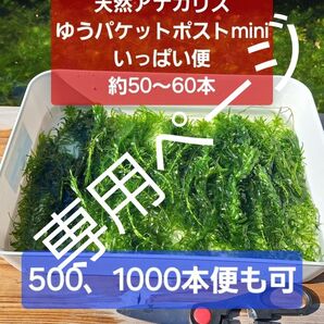 【専用ページ】天然アナカリス、ゆうパック60いっぱい便 オオカナダモ