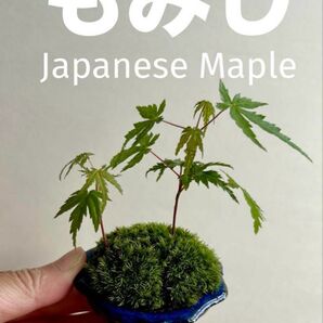 ミニ盆栽 モミジ 萬古焼 花型の鉢 深藍色系