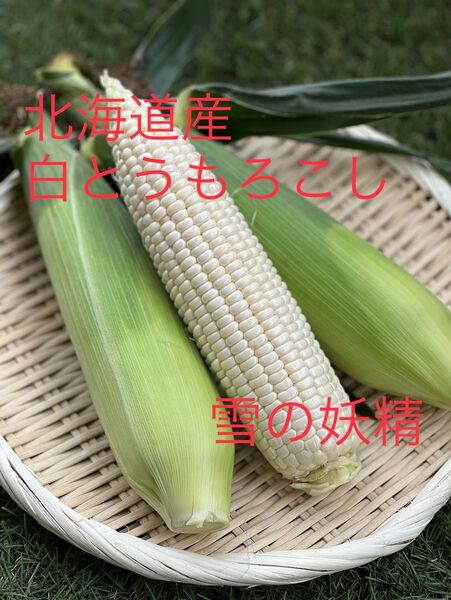 北海道産 白とうもろこし8本