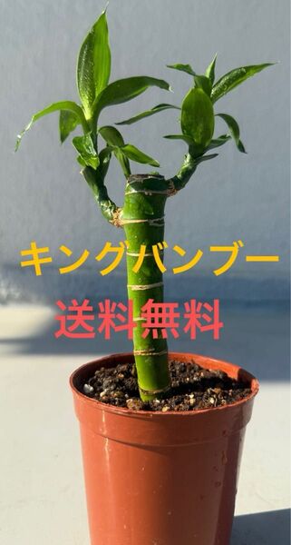 キングバンブー 幸福の木 ミリオンバンブー ラッキーバンブー 幸運竹 観葉植物 インテリア 送料無料