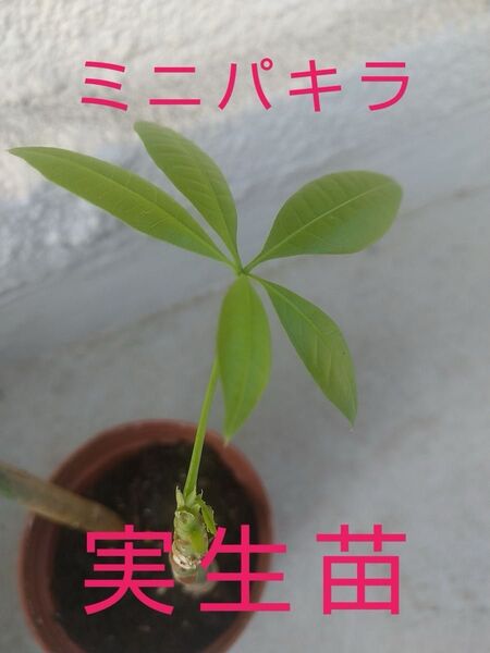 ミニパキラ 実生苗 キングバンブーセット 芽吹き 新芽 観葉植物 インテリア
