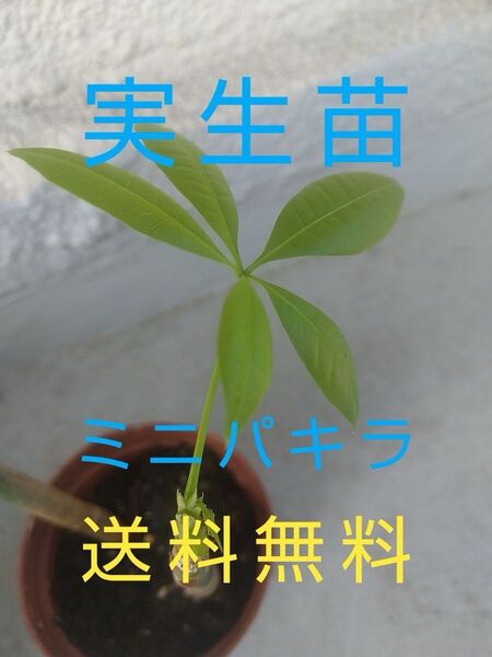 ミニパキラ 実生苗 キングバンブーセット 送料無料 芽吹き 新芽 観葉植物 インテリア