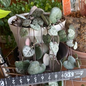 多肉植物 ハートカズラ カット苗1本