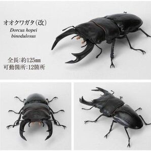 いきもの大図鑑 くわがた09 オオクワガタ(改)