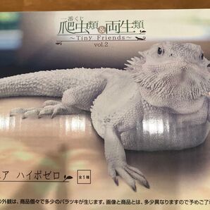 一番くじ 爬虫類&両生類vol2 B賞フトアゴヒゲトカゲ フィギュア ハイポゼロ 開封品