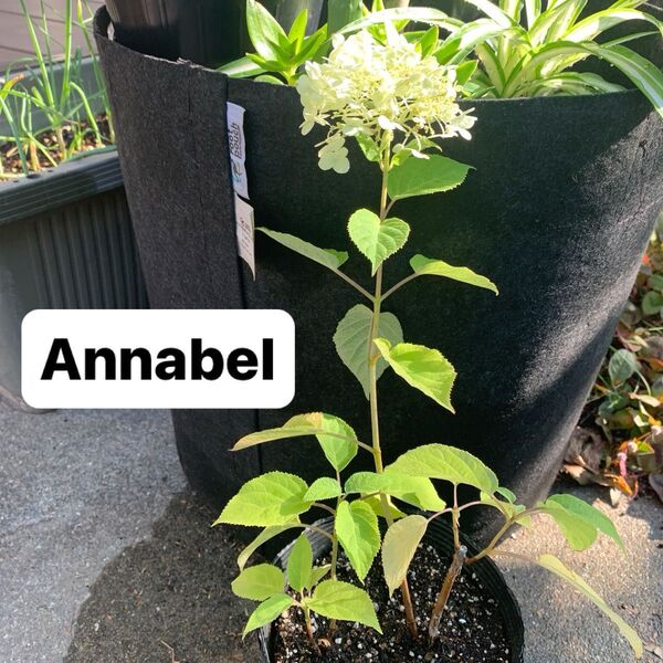 F アナベル白 紫陽花*Annabel 2株