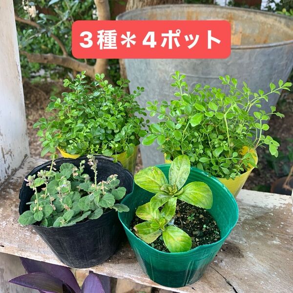 シマトネリコ*タツナミソウ*紫陽花小苗