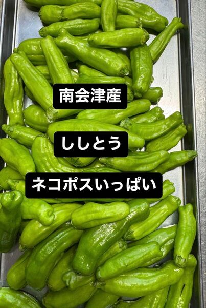 南会津産 ししとう ネコポスいっぱい