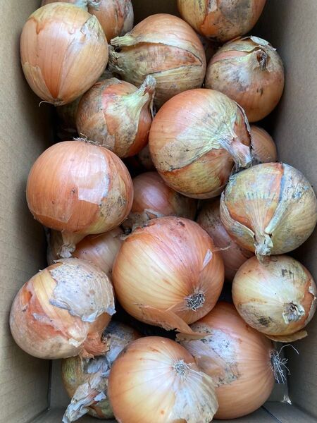 淡路島産玉ねぎ 10kg