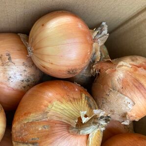 淡路島産玉ねぎ 10kg